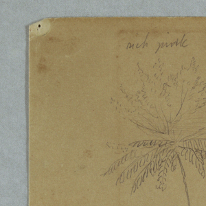 Drawing, Botanical Sketches: a Branch, a Tree, and a Tree Top, South America, September 2, 1853