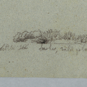 Drawing, Nature Studies including a Candelabra Tree with a Sloth, Rio Magdalena, Colombia, May 1853