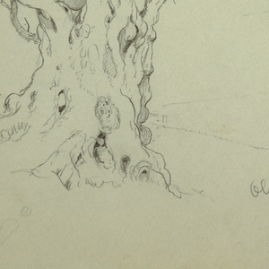 Drawing, Olive Tree, Mount of Oliv, Apri 1868
