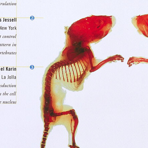 Poster, Developmental Biology Symposium, 1993
