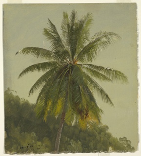 Drawing, Coconut Palm, Jamaica