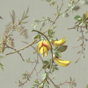 Drawing, Designs for wallpaper and textiles, flowers, 19th century