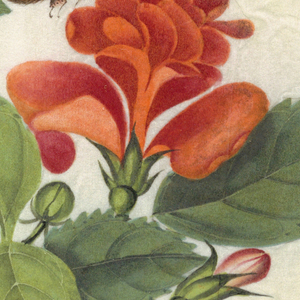 Drawing (China)