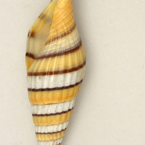 Shell earrings Earring, 1970–75