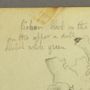 Drawing, Lichen, 1844