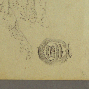 Drawing, Evergreen tree, 1844