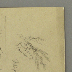 Drawing, Plant Studies, Plant-Notes, Waterfall, 1868
