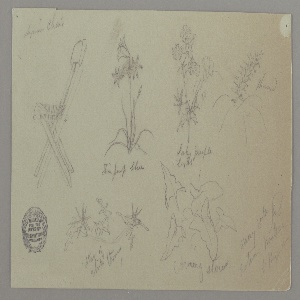 Drawing, Chair and Plant Studies, May 15, 1868