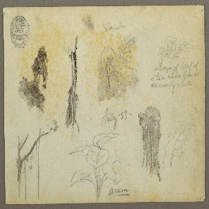 Drawing, Botanical Sketches from Colombia: Bamboo Trees, Trunks and Details, July 1853