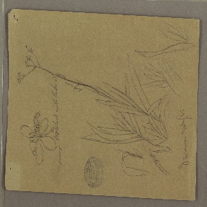 Drawing, Botanical Sketches Showing Details of a Plant, Jamaica, July 1865
