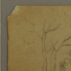 Drawing, Botanical Sketches, July 1865