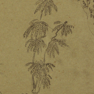 Drawing, Botanical Sketches; Verso: Clouds, July 1865