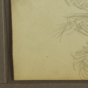 Drawing, Botanical Sketches, 1857