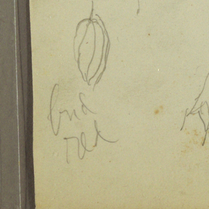 Drawing, Botanical Sketches, 1857