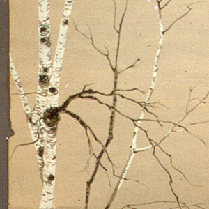 Sidewall, White Birches, 1950–60