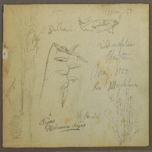 Drawing, Botanical Sketches from the Rio Magalena, Colombia, May 1853