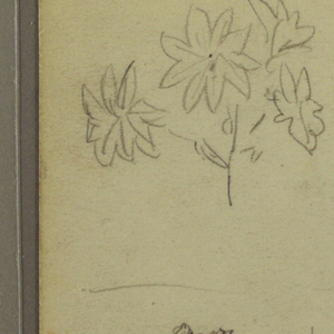 Drawing, Botanical Sketches; Verso: Lizard, Palm, 1857