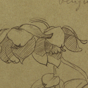 Drawing, Blossoms of Penguin Hill, August 1865