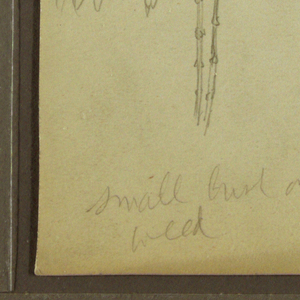 Drawing, Botanical Sketches, 1857
