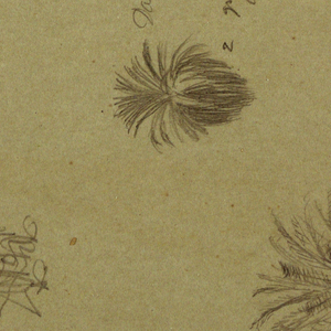 Drawing, Botanical Sketches, May and June 1865