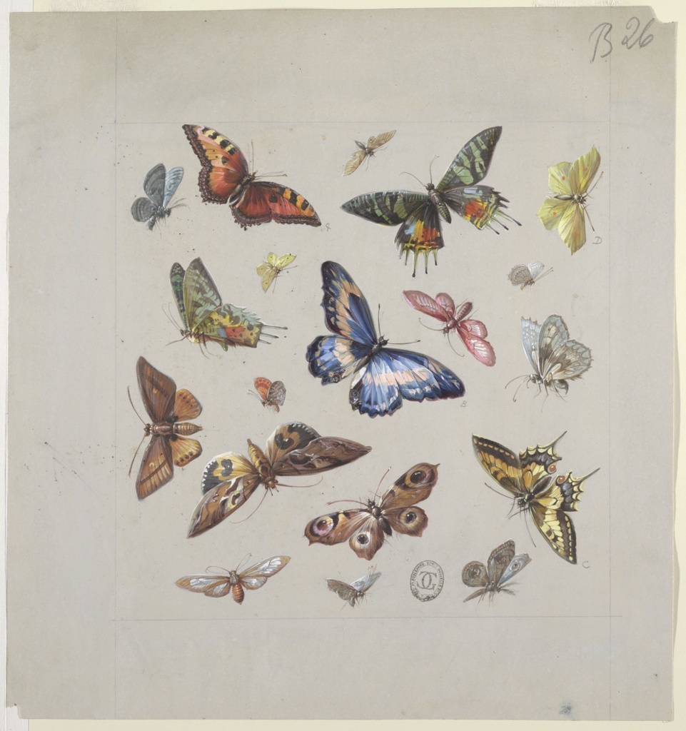 Drawing, Design for Textile or Wallpaper: Butterflies