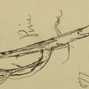 Drawing, Pine, September 1877