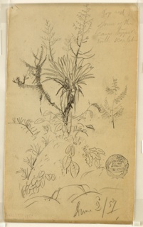 Drawing, Botanical Sketch with Agave Plant, Ecuador