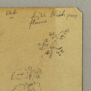 Drawing, Fern studies, October 1865
