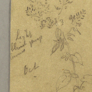 Drawing, Three plant studies, October 1865