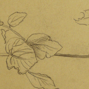 Drawing, Drawing.  Sketches.  Stem of a plant.   Boughs with leaves., possibly 1877
