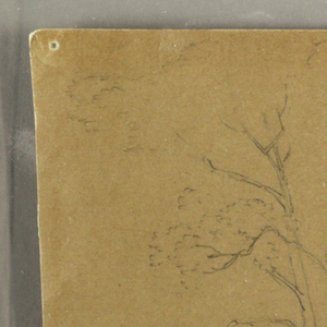 Drawing, Trees and Plants, Elecampene, September 1856