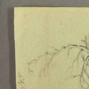 Drawing, A Leafless  Bough of a Tree, April 1845