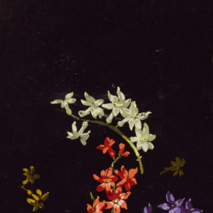 Drawing, from "Saint Germain - Volumes 1 & 2", ca. 1896
