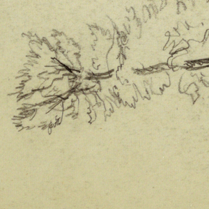 Drawing, Pine Tree, 1878