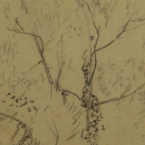 Drawing, Flora Studies, October 6, 1865