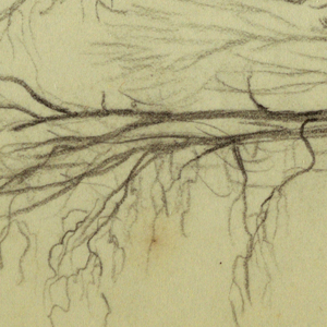 Drawing, Trees by Htakie (?) Pond, 1845