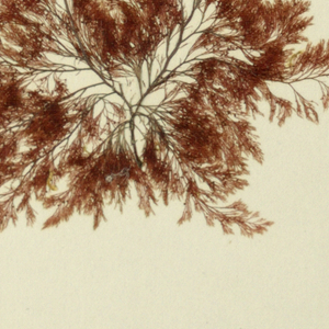 Seaweed (USA)