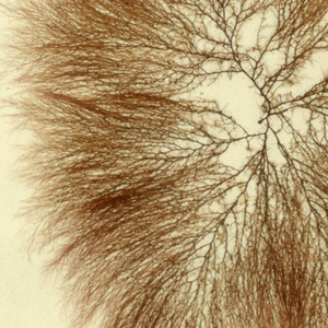 Seaweed (USA)