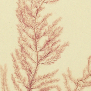 Seaweed (USA)