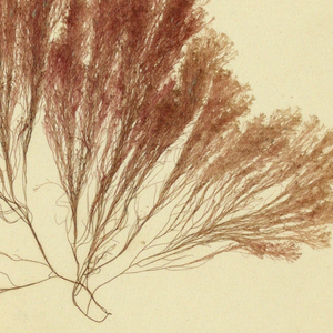 Seaweed (USA)