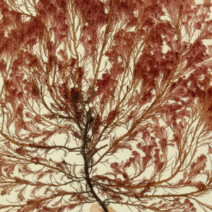 Seaweed (USA)
