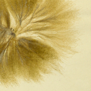 Seaweed (USA)
