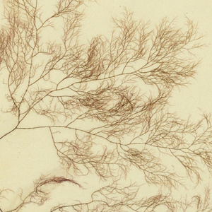 Seaweed (USA)