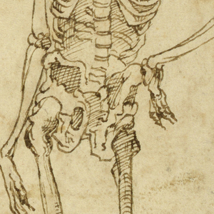 Drawing, Skeleton, ca. 1550