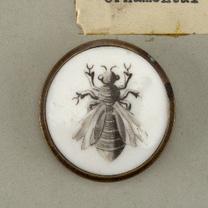 Button (France)