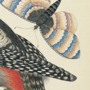 Drawing, Bird, Butterfly, and Pear, 18th century