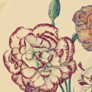 Drawing, A bunch of four carnations, ca. 1840