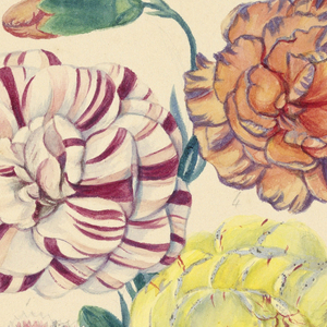 Drawing, A bunch of four carnations
