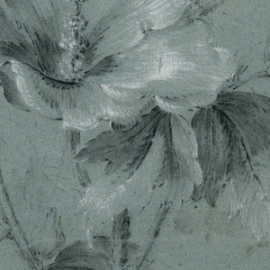 Drawing, Poppies