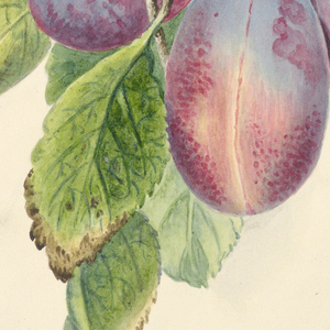 Drawing, Branch with a cluster of ripe plums and caterpillars, ca. 1830